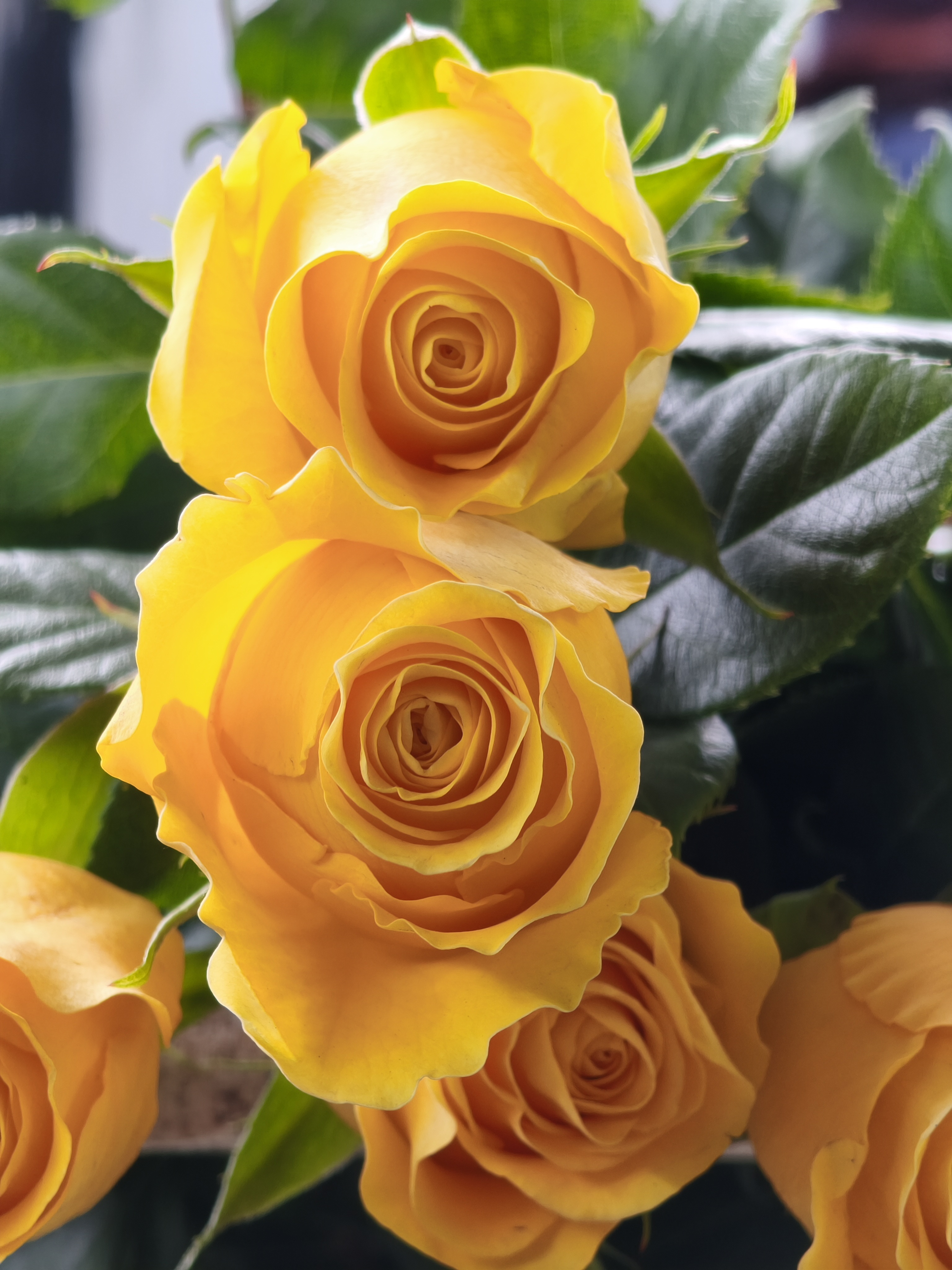 Rosas amarillas cultivadas en New Flowers