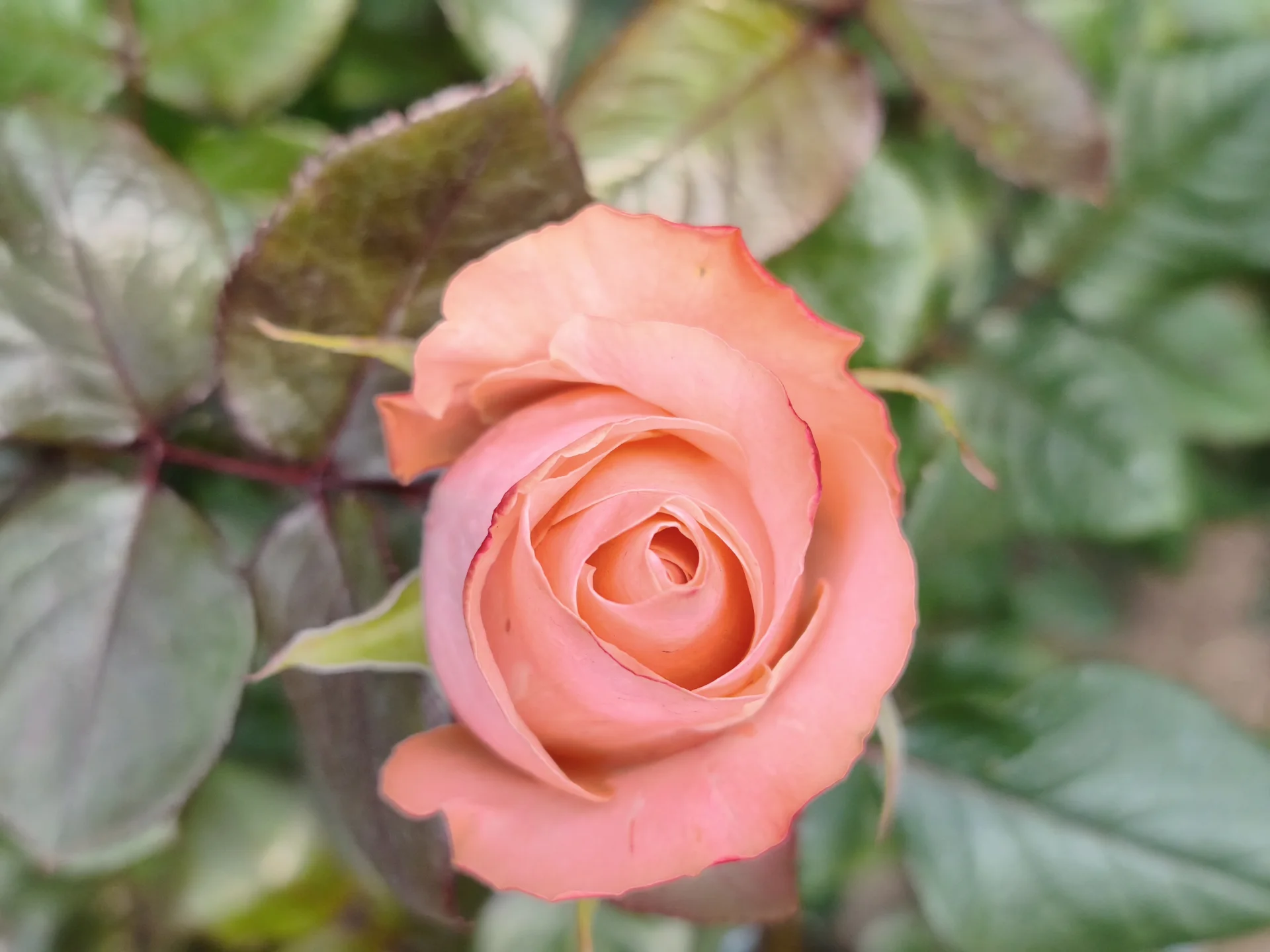 Rosa rosa