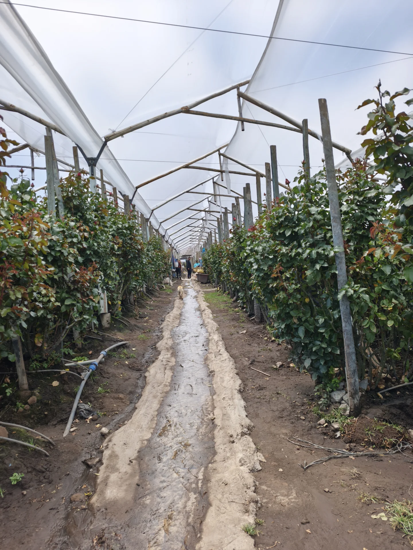Pasillo de producción