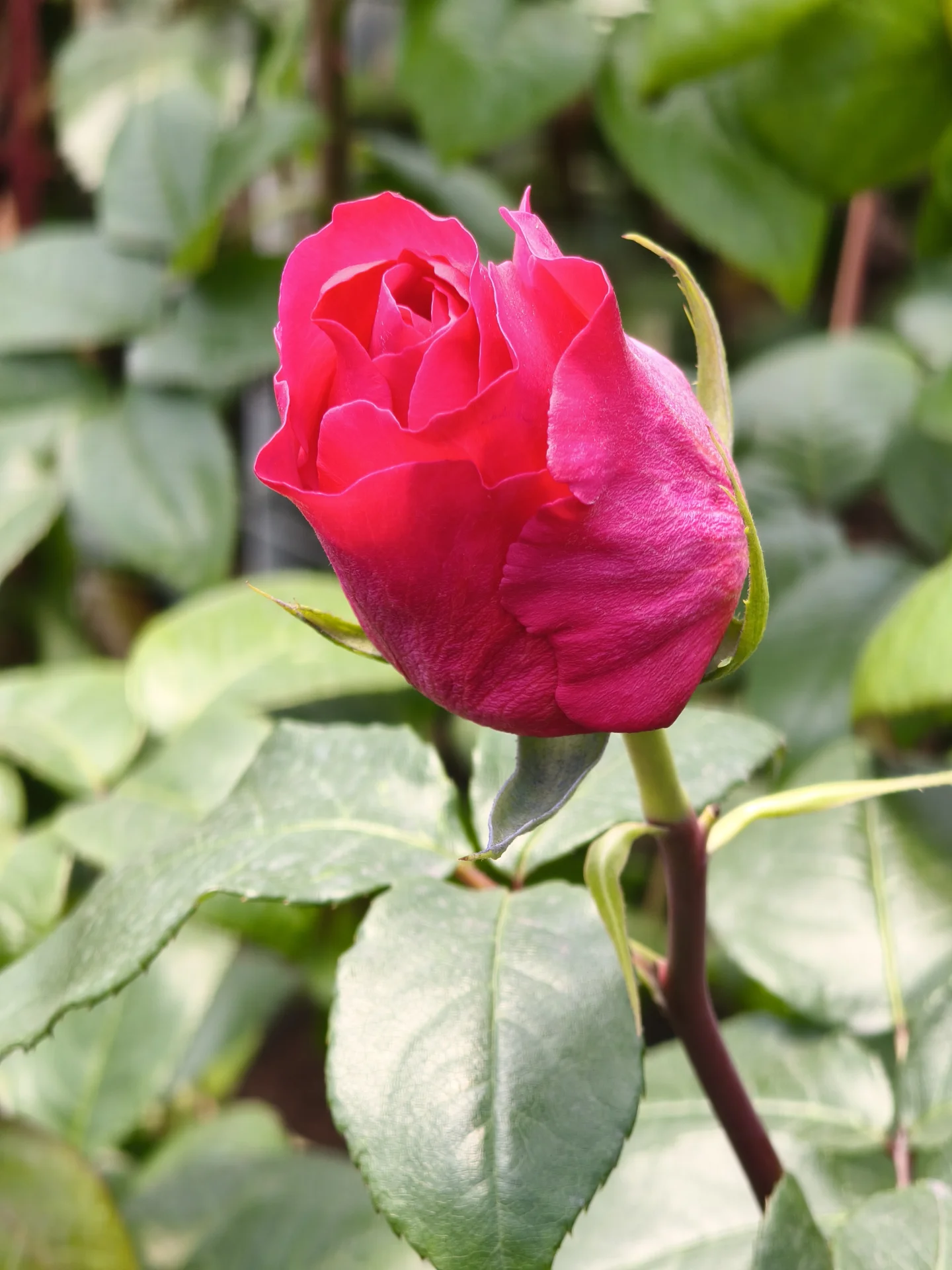 Rosa en flor