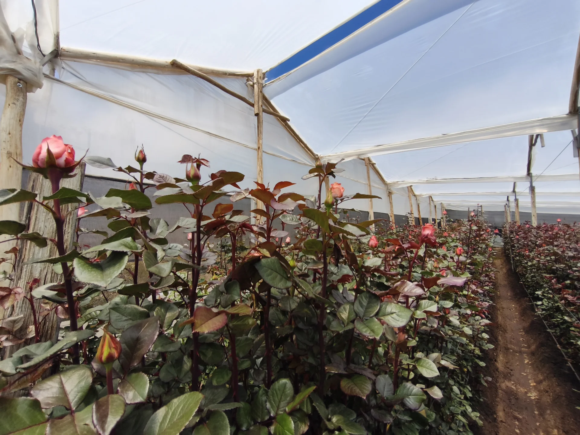 Cultivo de rosas