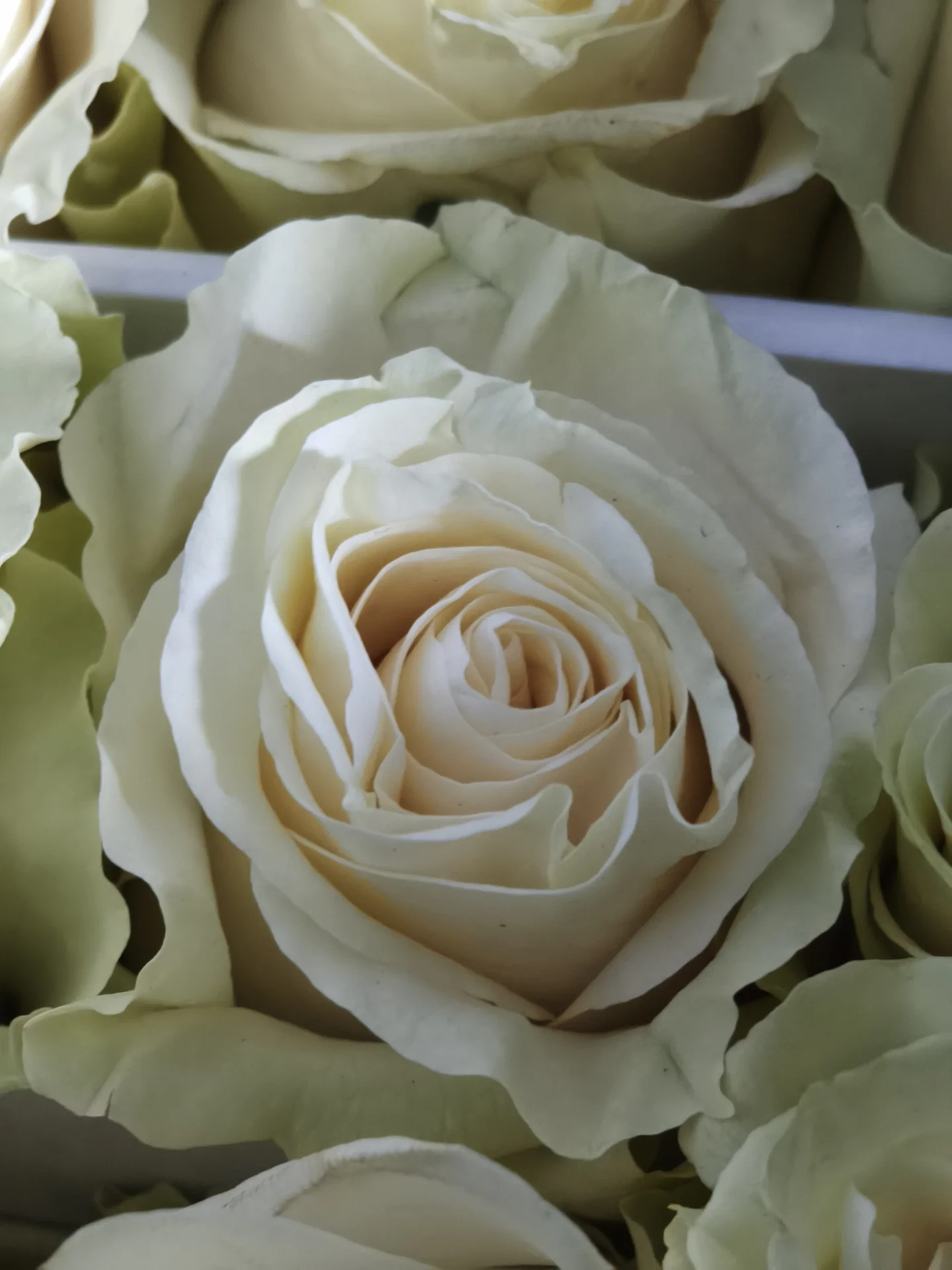 Flor blanca